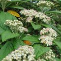Cotoneaster salicifolius fleur P14